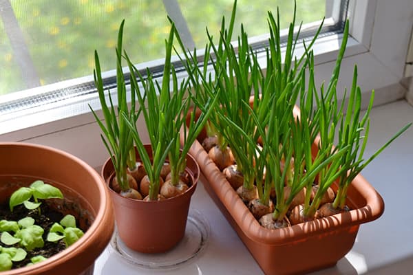 Oignons verts sur le rebord de la fenêtre
