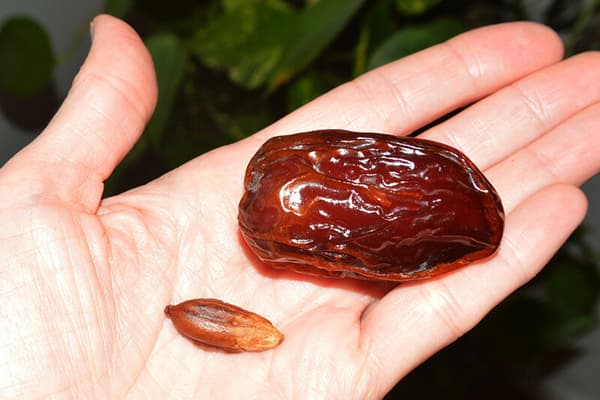 Date et fosse à date