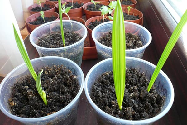 Pousses de palmier dattier
