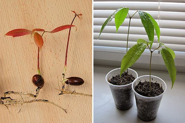 Germination des graines de litchi