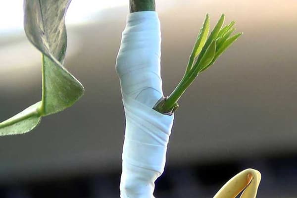 Site de greffe sur citron