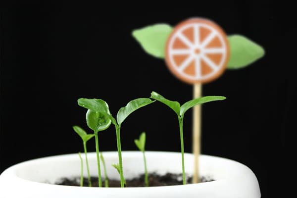 Pousses de graines de mandarine