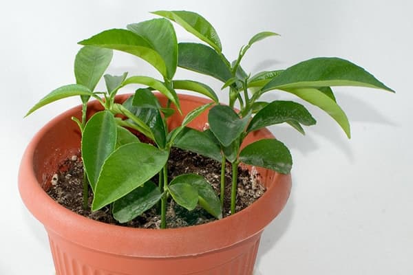 Plants de mandarine dans un pot