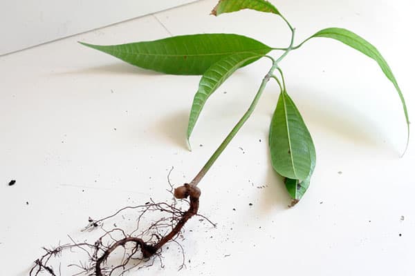 Transplanter un plant de mangue