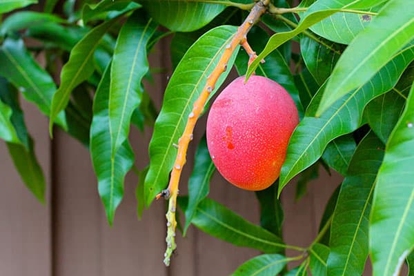 Fruit de mangue sur l'arbre