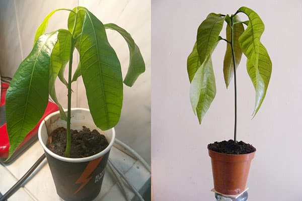 Plants de mangue en petits pots