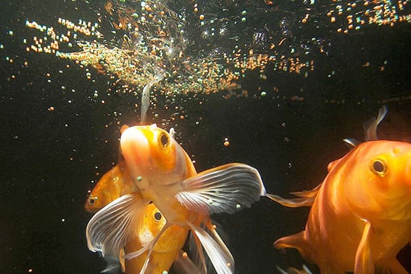 Nourrir les poissons