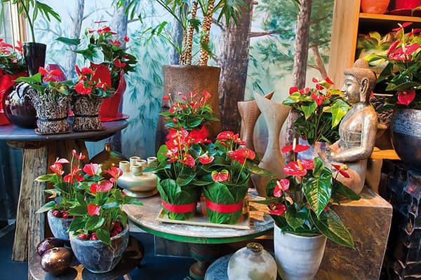 Anthuriums et figurine Bouddha