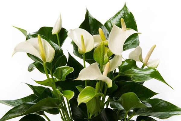 Anthurium blanc