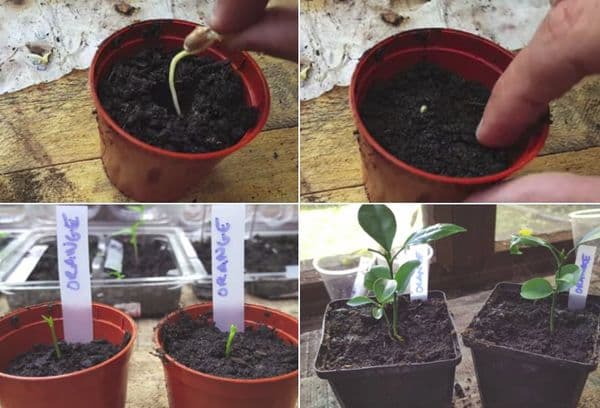 Planter une graine germée