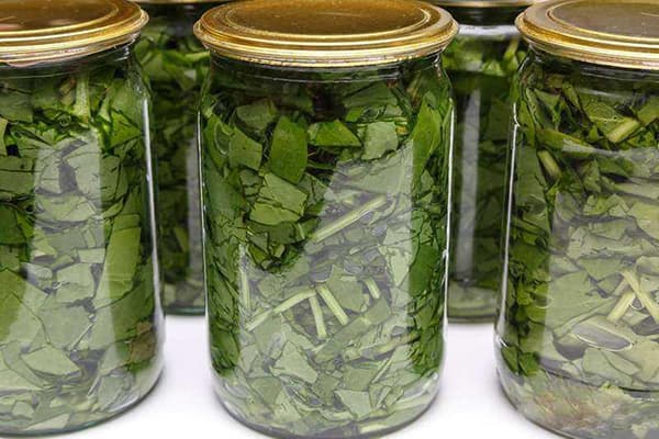 Oseille blanchie en pots stériles