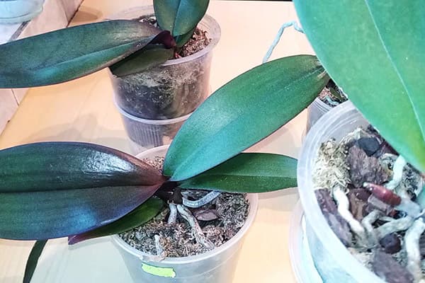 Orchidées manquant de lumière