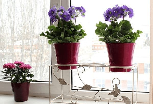 Des fleurs dans la cuisine