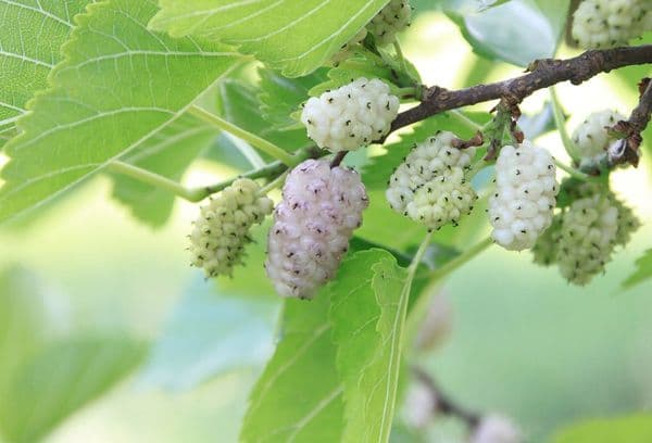 Mûrier blanc