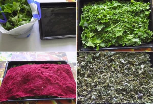 Séchage des feuilles de cassis