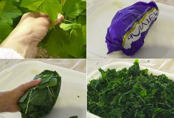 Congeler des feuilles de cassis