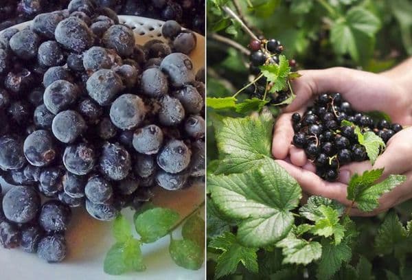 Congeler des baies et des feuilles