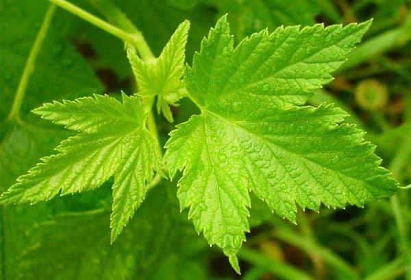 Pétales de groseille