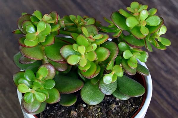 Crassula avec de jeunes pousses