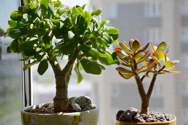 Deux types de Crassula sur le rebord de la fenêtre