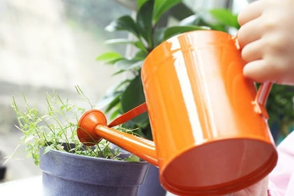 Arroser les plantes d'intérieur