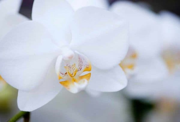 Orchidée blanche