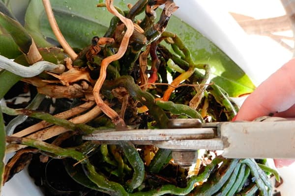 Tailler les racines d'orchidées endommagées
