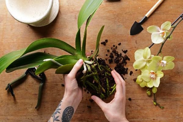 Greffe d'orchidée