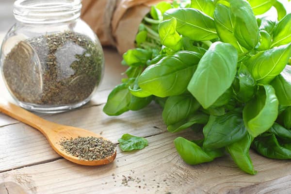 Basilic séché et frais