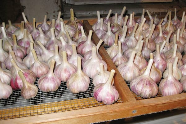 Séchage des têtes d'ail