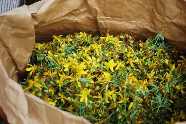 Fleurs de millepertuis