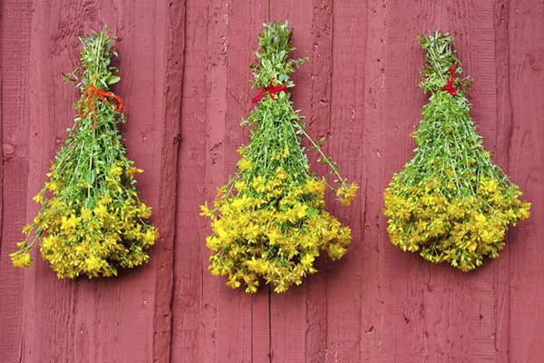 Sécher le millepertuis