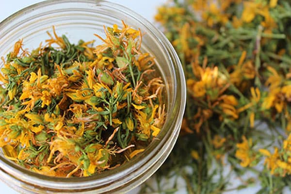 Fleurs de millepertuis