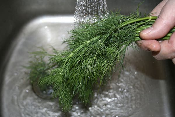 Laver l'aneth