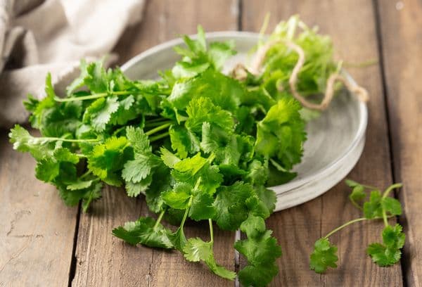 Feuilles de coriandre