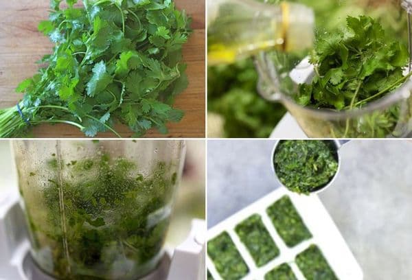 Congeler de la coriandre avec de l'huile
