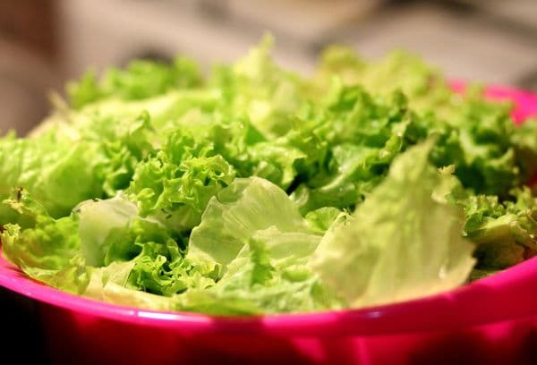 Laitue frisée verte lavée