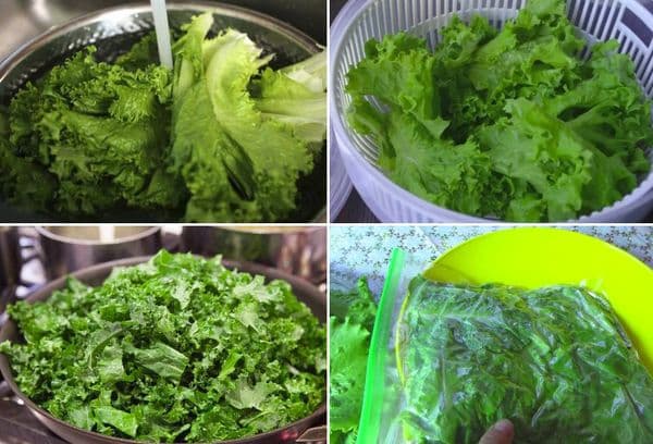 Préparation et congélation de la salade