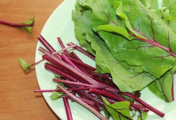 jeunes tiges de betteraves