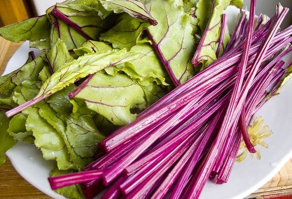 Tiges et feuilles de betterave