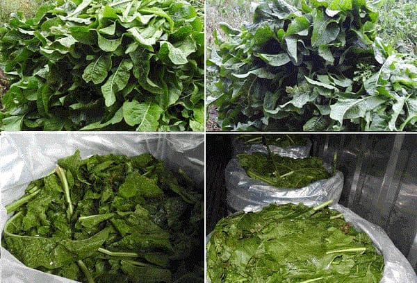 Préparation des feuilles de raifort