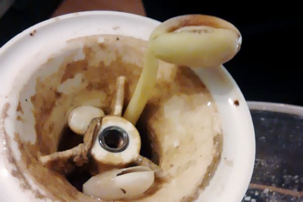 Haricots germés dans le drain de l'évier