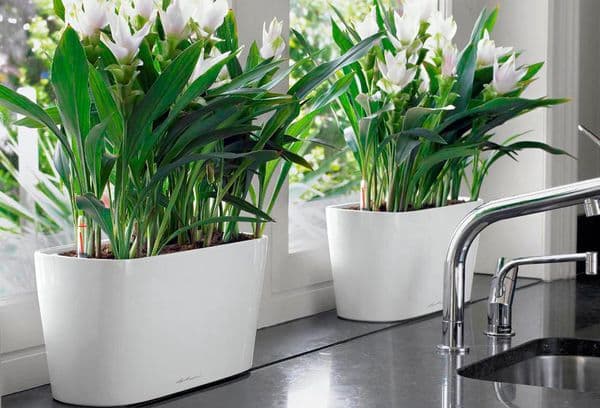 Des fleurs sur la fenêtre