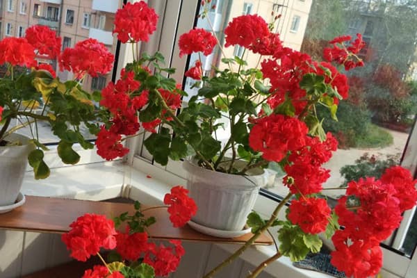 Pots de géraniums sur la loggia