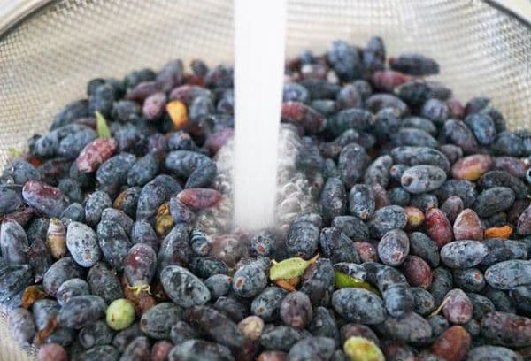 Préparer le chèvrefeuille pour la congélation