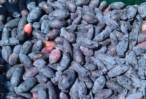 Baies de chèvrefeuille