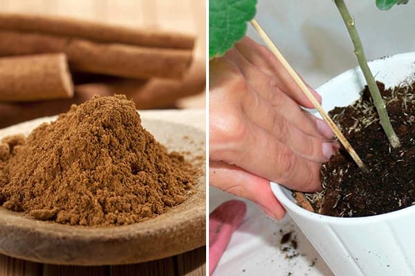 Cannelle pour les maladies des fleurs d'intérieur