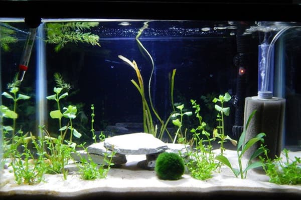 Sol et algues dans l'aquarium