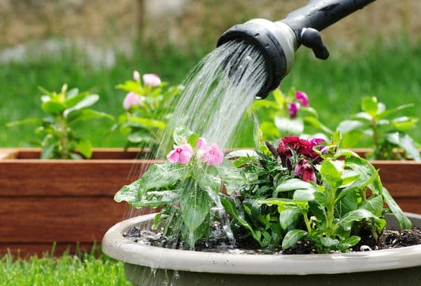 Arroser des fleurs