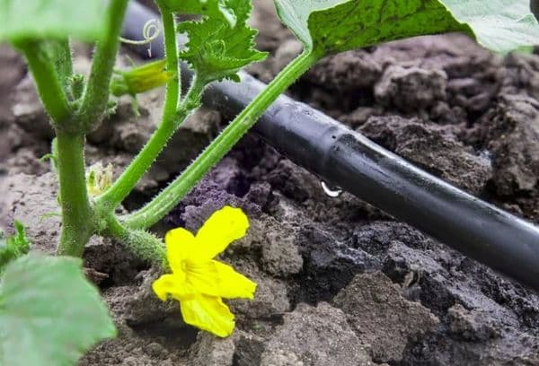Irrigation goutte à goutte des concombres